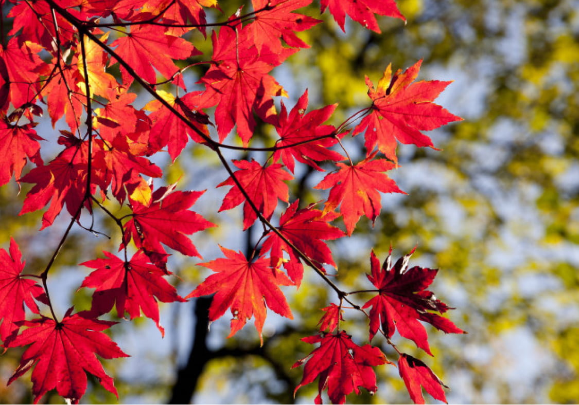 スマホでできる！紅葉を綺麗に撮るコツ