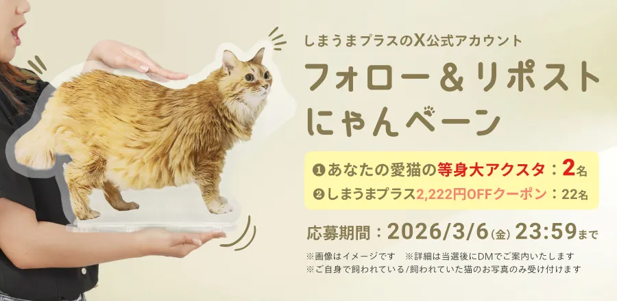 しまうまプラス猫の日フォロー&リポストキャンペーン
